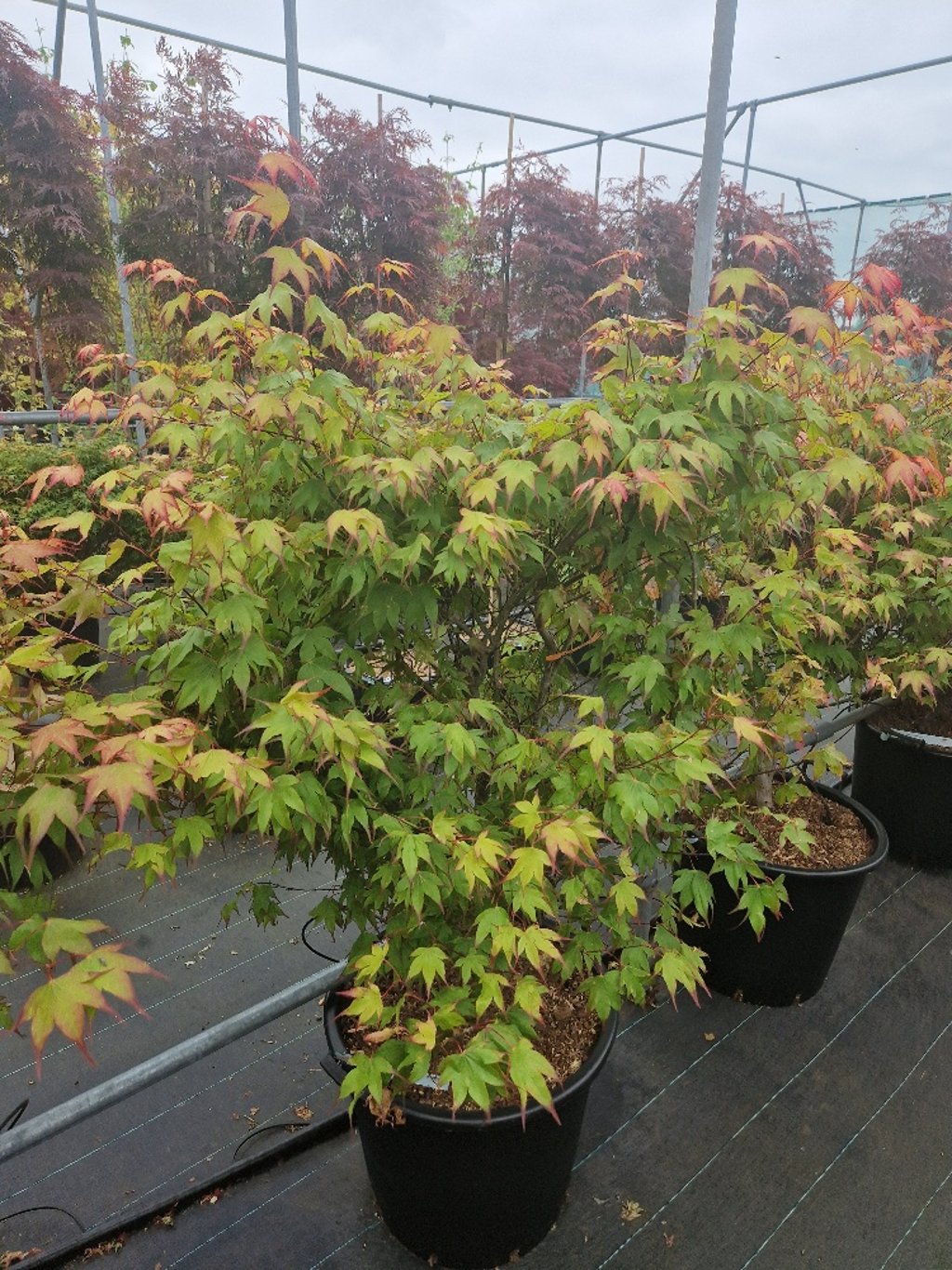 Acer pal. 'Tsumagaki' - C50 100-125 CM